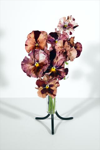 Foto de variedad de flores para ser usadas como: Maceta y planta de temporada Viola wittrockiana Chianti Shades