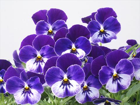 Foto de variedad de flores para ser usadas como: Maceta y planta de temporada Viola wittrockiana Pandora Blue Moon