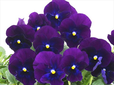 Foto de variedad de flores para ser usadas como: Maceta y planta de temporada Viola wittrockiana Pandora Blue Violet