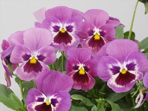 Foto de variedad de flores para ser usadas como: Maceta y planta de temporada Viola wittrockiana Pandora Lilac