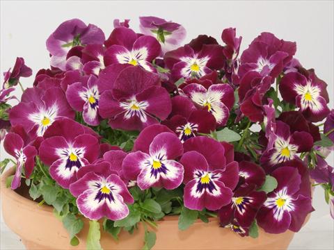 Foto de variedad de flores para ser usadas como: Maceta y planta de temporada Viola wittrockiana Pandora Rose