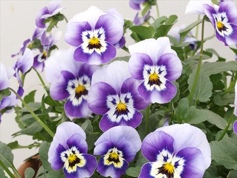 Foto de variedad de flores para ser usadas como: Maceta y planta de temporada Viola cornuta Caramel Blue with face