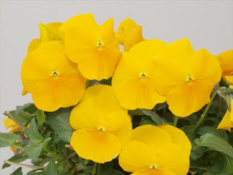 Foto de variedad de flores para ser usadas como: Maceta y planta de temporada Viola cornuta Caramel Golden