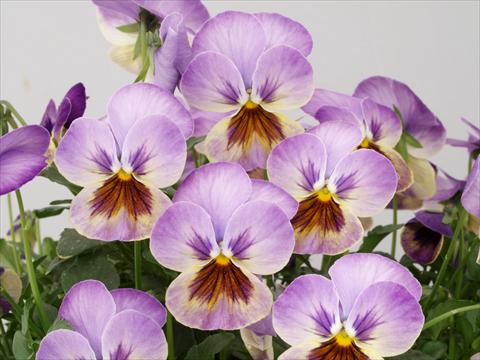 Foto de variedad de flores para ser usadas como: Maceta y planta de temporada Viola cornuta Caramel Pastel Lilac