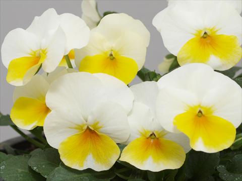 Foto de variedad de flores para ser usadas como: Maceta y planta de temporada Viola cornuta Caramel White Golden