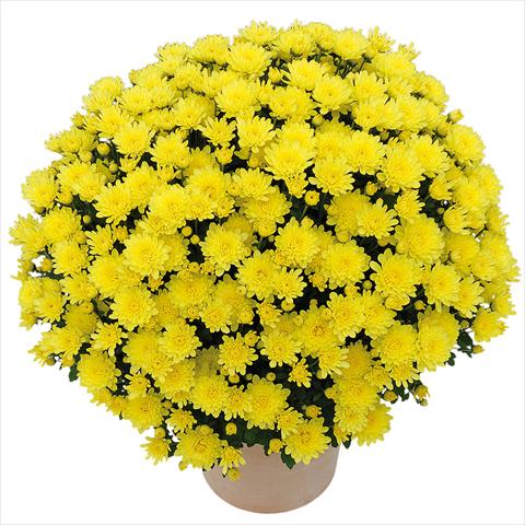 Foto de variedad de flores para ser usadas como: Maceta y planta de temporada Chrysanthemum Clero® Citron