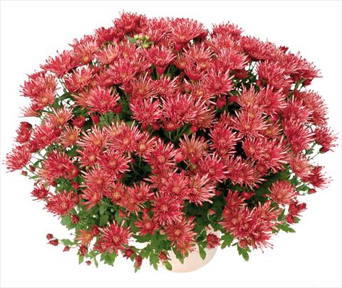 Foto de variedad de flores para ser usadas como: Maceta y planta de temporada Chrysanthemum Corto® Rouge