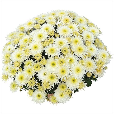 Foto de variedad de flores para ser usadas como: Maceta y planta de temporada Chrysanthemum Obao® Blanc