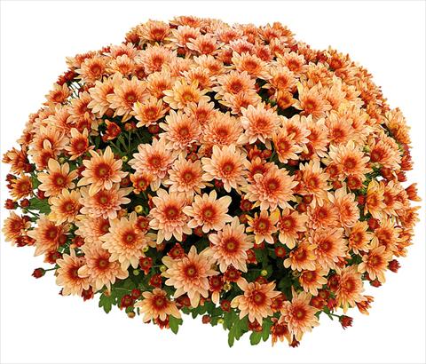 Foto de variedad de flores para ser usadas como: Maceta y planta de temporada Chrysanthemum Pasoa® Grenadine