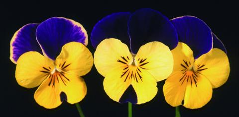 Foto de variedad de flores para ser usadas como: Maceta y planta de temporada Viola cornuta Lolita Happy Wings Purple Lemon