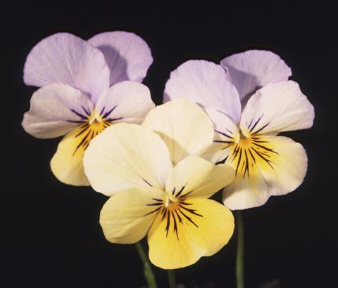Foto de variedad de flores para ser usadas como: Maceta y planta de temporada Viola cornuta Lolita Lemon 2 Blue