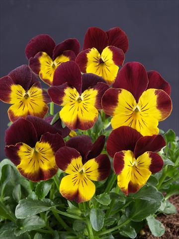 Foto de variedad de flores para ser usadas como: Maceta y planta de temporada Viola cornuta Lolita Moonlight Yellow