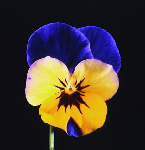 Foto de variedad de flores para ser usadas como: Maceta y planta de temporada Viola cornuta Lolita Sunset Blue Blotch