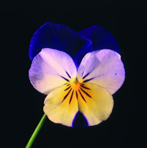 Foto de variedad de flores para ser usadas como: Maceta y planta de temporada Viola cornuta Lolita Sunset Blue