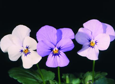 Foto de variedad de flores para ser usadas como: Maceta y planta de temporada Viola cornuta Lolita White 2 Blue
