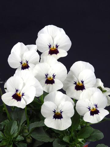 Foto de variedad de flores para ser usadas como: Maceta y planta de temporada Viola cornuta Lolita White Blotch