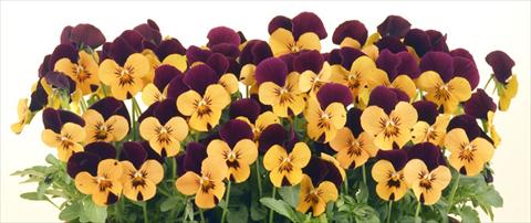 Foto de variedad de flores para ser usadas como: Maceta y planta de temporada Viola cornuta Valentina Apricot with Purple Top