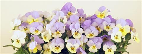 Foto de variedad de flores para ser usadas como: Maceta y planta de temporada Viola cornuta Valentina Lemon 2 Blue