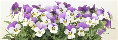 Foto de variedad de flores para ser usadas como: Maceta y planta de temporada Viola cornuta Valentina Lemon with Purple Top