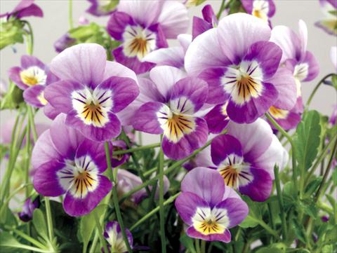 Foto de variedad de flores para ser usadas como: Maceta y planta de temporada Viola cornuta Valentina Lilac with White Face