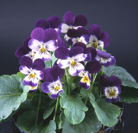 Foto de variedad de flores para ser usadas como: Maceta y planta de temporada Viola cornuta Valentina Purple with White Face