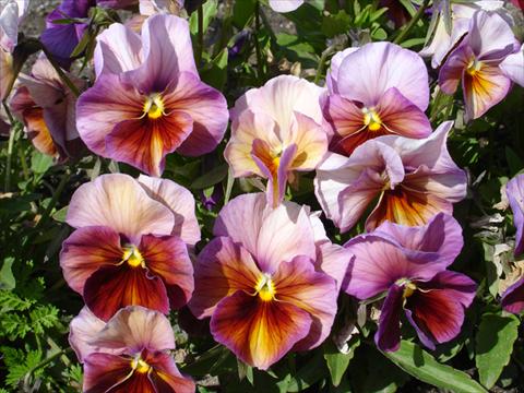 Foto de variedad de flores para ser usadas como: Maceta y planta de temporada Viola wittrockiana Acquarelle Flambè Lilac Tobago