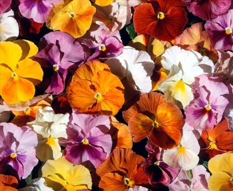 Foto de variedad de flores para ser usadas como: Maceta y planta de temporada Viola wittrockiana Acquarelle Flambè Mixed