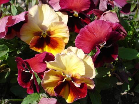Foto de variedad de flores para ser usadas como: Maceta y planta de temporada Viola wittrockiana Acquarelle Flambè Red Shades