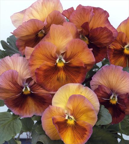 Foto de variedad de flores para ser usadas como: Maceta y planta de temporada Viola wittrockiana Acquarelle Flambè Toscana