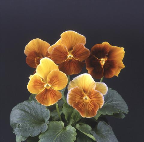 Foto de variedad de flores para ser usadas como: Maceta y planta de temporada Viola wittrockiana Desiderio Camino