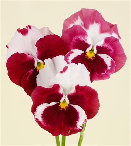 Foto de variedad de flores para ser usadas como: Maceta y planta de temporada Viola wittrockiana Desiderio Cherry Rose Tricolour