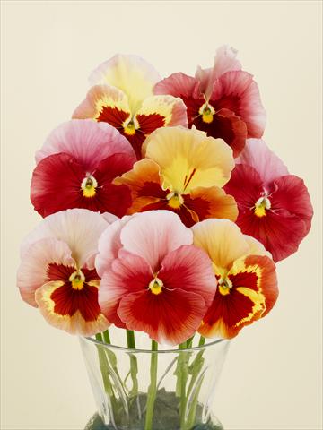 Foto de variedad de flores para ser usadas como: Maceta y planta de temporada Viola wittrockiana Desiderio Gelato Red Tricolour