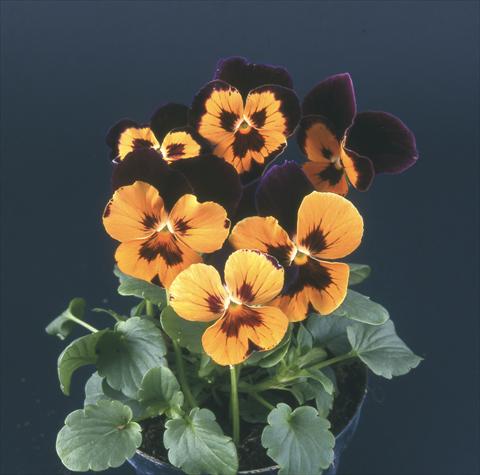 Foto de variedad de flores para ser usadas como: Maceta y planta de temporada Viola wittrockiana Desiderio Harlequin Purple