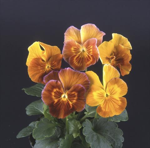 Foto de variedad de flores para ser usadas como: Maceta y planta de temporada Viola wittrockiana Desiderio Havana