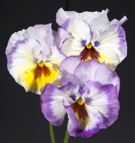 Foto de variedad de flores para ser usadas como: Maceta y planta de temporada Viola wittrockiana Desiderio Lilac Lemon Shades