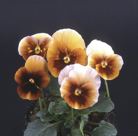 Foto de variedad de flores para ser usadas como: Maceta y planta de temporada Viola wittrockiana Desiderio Maroon Blue