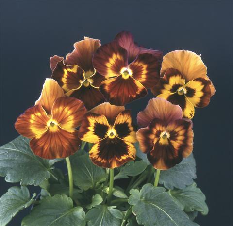 Foto de variedad de flores para ser usadas como: Maceta y planta de temporada Viola wittrockiana Desiderio Maroon See Me