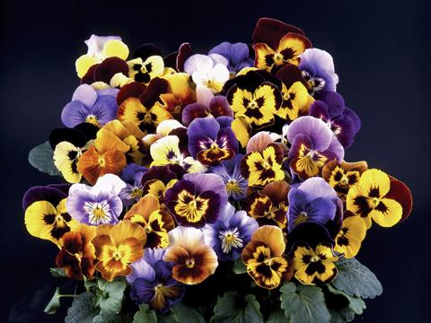 Foto de variedad de flores para ser usadas como: Maceta y planta de temporada Viola wittrockiana Desiderio Mixed