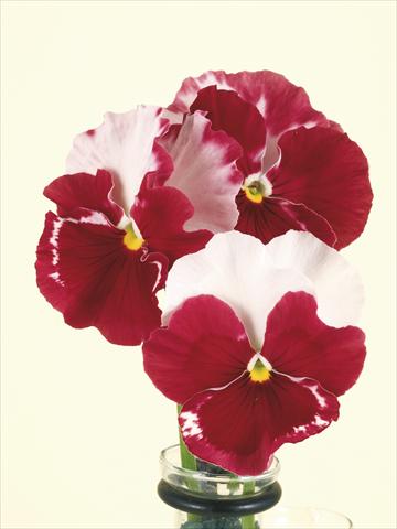 Foto de variedad de flores para ser usadas como: Maceta y planta de temporada Viola wittrockiana Desiderio Orchid Rose Tricolour