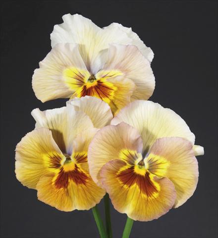 Foto de variedad de flores para ser usadas como: Maceta y planta de temporada Viola wittrockiana Desiderio Pastel Bronze