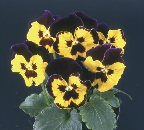 Foto de variedad de flores para ser usadas como: Maceta y planta de temporada Viola wittrockiana Desiderio Purple with Golden Face & Blotch