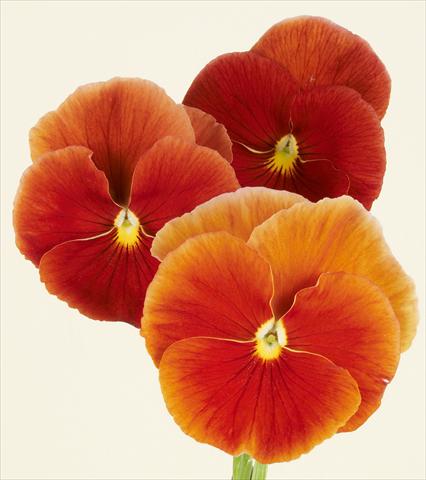 Foto de variedad de flores para ser usadas como: Maceta y planta de temporada Viola wittrockiana Desiderio Terracotta