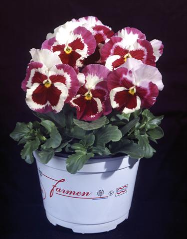 Foto de variedad de flores para ser usadas como: Maceta y planta de temporada Viola wittrockiana Desiderio Tricolour Orchid
