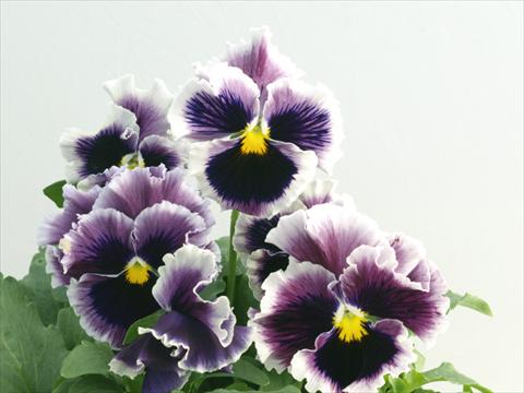 Foto de variedad de flores para ser usadas como: Maceta y planta de temporada Viola wittrockiana Flamenco Lilac Blue Picotee