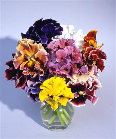 Foto de variedad de flores para ser usadas como: Maceta y planta de temporada Viola wittrockiana Flamenco Mix