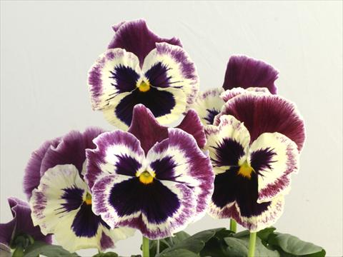 Foto de variedad de flores para ser usadas como: Maceta y planta de temporada Viola wittrockiana Flamenco See Me