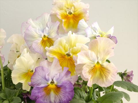 Foto de variedad de flores para ser usadas como: Maceta y planta de temporada Viola wittrockiana Flamenco Soft Light Azure Limonette