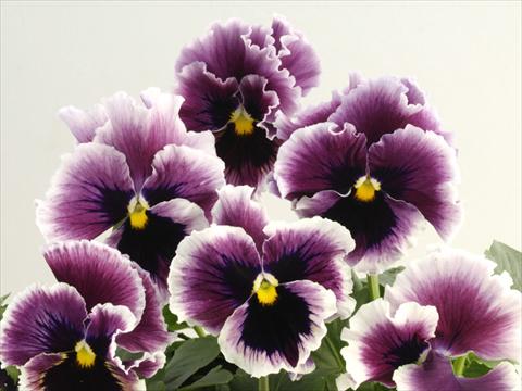 Foto de variedad de flores para ser usadas como: Maceta y planta de temporada Viola wittrockiana Flamenco Violet Ringled