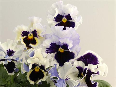 Foto de variedad de flores para ser usadas como: Maceta y planta de temporada Viola wittrockiana Flamenco White 2 Lilac