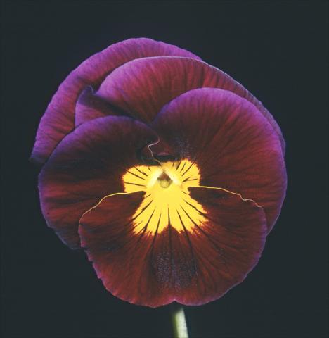 Foto de variedad de flores para ser usadas como: Maceta y planta de temporada Viola wittrockiana Mambo Balanzone